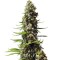 Семена сорта Serious 6 fem (Serious Seeds)