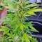 Семена сорта Original Amnesia Autoflowering fem (Dinafem Seeds)