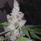 Семена сорта Triple G fem (Royal Queen Seeds)