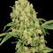 Семена сорта AK-47 fem (Serious Seeds)