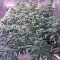 Семена сорта Blackberry fem (Nirvana Seeds)