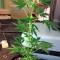 Семена сорта Moby Dick Autoflowering fem (Dinafem Seeds)