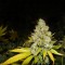 Семена сорта White Widow fem (Medical Seeds)