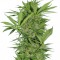 Семена сорта Easy Sativa fem (Female Seeds)