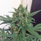Семена сорта Blue Kush Autoflowering fem (Dinafem Seeds)