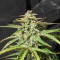 Семена сорта Wedding Cake fem (Cali Buds Seeds)