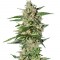 Семена сорта Damnesia Autoflowering fem (Strain Hunters)