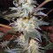 Семена сорта Jacky White fem (Paradise Seeds)