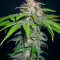 Семена сорта 00 Kush fast fem (00 Seeds)