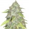 Семена сорта Kripple Shock fem (Dr. Krippling Seeds)