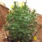 Семена сорта Moby Dick fem (Dinafem Seeds)