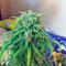 Сорт марихуаны Exodus Cheese Auto