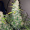 Семена сорта Strawberry Cream fem (Sumo Seeds)