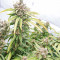 Семена сорта Tropic Punch fem (Heavyweight Seeds)