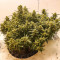 Семена сорта Alpha 21 fem (AlphaFem Seeds)