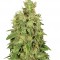 Семена сорта CBD-Chronic fem (Serious Seeds)