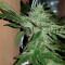 Семена сорта Money Bush fem (Heavyweight Seeds)