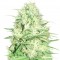 Семена сорта Honey Rock fem (Sumo Seeds)