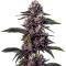 Семена сорта Keepers OG Autoflower fem (Seedkeepers)