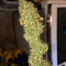Семена сорта American Pie fem (Pyramid Seeds)