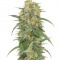 Семена сорта Green Crack fem (Humboldt Seed Organization)