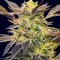 Семена сорта Pink Sunset Auto by Sherbinskis fem от Silent Seeds