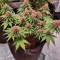 Семена сорта Tropicanna Poison F1 Fast Version (Sweet Seeds)