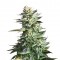 Семена сорта Amnesia Haze fem (Royal Queen Seeds)