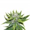 Семена сорта Chemdog fem (Green House Seeds)