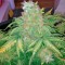 Семена сорта Big Bang fem (Green House Seeds)