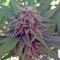 Семена сорта Sweet Cheese F1 Fast Version fem (Sweet Seeds)