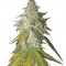Семена сорта Sour Diesel fem (Royal Queen Seeds)