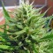 Семена сорта S.A.D. Sweet Afgani Delicious S1 fem (Sweet Seeds)