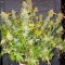 Семена сорта Haze Autoflowering fem (Dinafem Seeds)