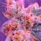 Семена сорта Power Kush fem (Dinafem Seeds)