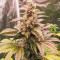 Семена сорта Lord Kush Early Version fem (Delicious Seeds)