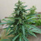 Семена сорта Auto Afghan Mass fem (00 Seeds)
