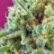 Семена конопли S.A.D. Sweet Afgani Delicious CBD