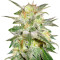 Микс семян конопли Sativa Pure Origin Collection 8 (World of Seeds)