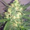 Семена каннабиса Blue Kush Autoflowering 