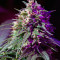 Семена сорта Purple Haze Auto fem (Original Sensible Seeds)