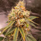 Семена сорта Grandmommy Purple fem (Herbies Seeds)