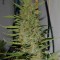 Семена сорта Turbo Bud Auto fem (Heavyweight Seeds)