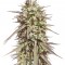 Семена сорта Purple Maroc fem (Female Seeds)