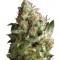 Семена сорта Pipi fem (Pyramid Seeds)