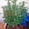 Семена сорта Kaia Kush fem (Green House Seed)