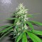 Семена сорта Kaia Kush fem (Green House Seed)