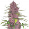 Семена сорта Purple Lemonade Auto fem (FastBuds)