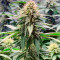 Семена сорта Cherry Pie fem (Advanced Seeds)
