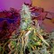 Семена сорта Critical Jack Autoflowering fem (Dinafem Seeds)